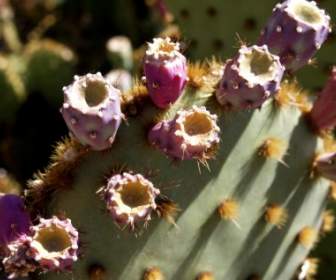 cactus blossom nature