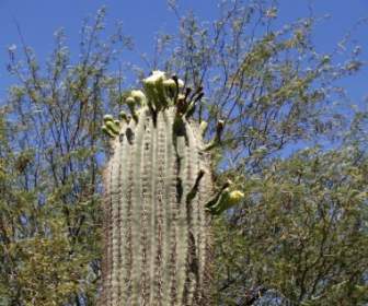 Kaktus Blüte Groß