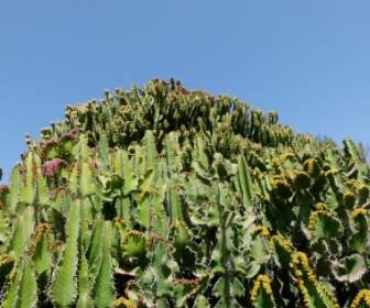 Piante Di Cactus Cactacee