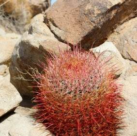 Cây Xương Rồng California Thùng Cactus Cactaceae