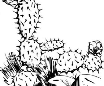 Clipart De Cactus
