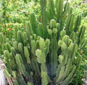 Colonia Di Cactus