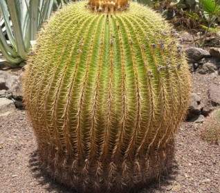 cactus desert nature