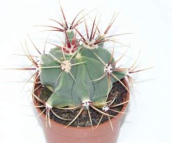 Kaktus Ferocactus Latispinus Ferocactus