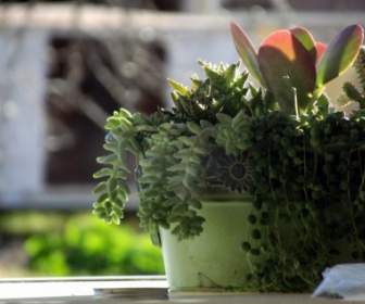 Cactus Nel Vaso Verde