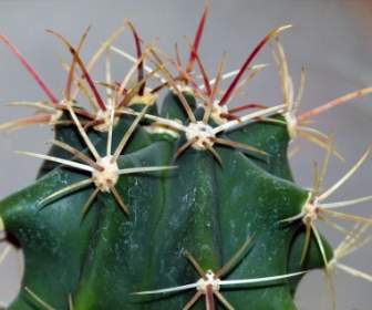 cactus plant nature