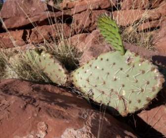 cactus red rock