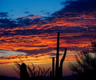 Kaktus Sunrise
