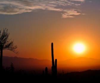 Cactus Sunrise