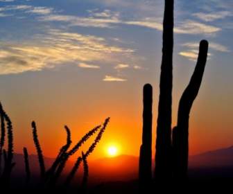Kaktus Sunrise