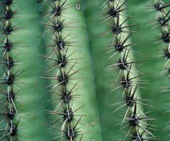 Kaktus Tekstur