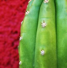 Textura De Cactus Verde
