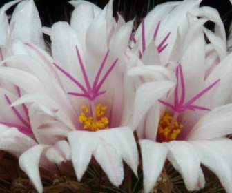 زهور الصبار بيضاء