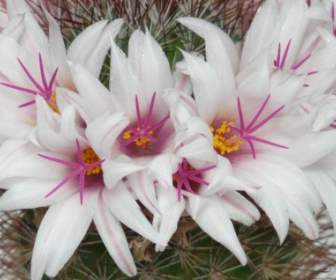 Kaktus Weiße Blumen