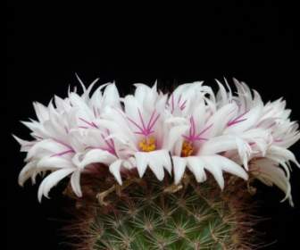Kaktus Białe Kwiaty