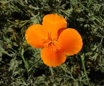 California Poppy Bloom
