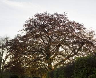 Cambridge Baum Sonne