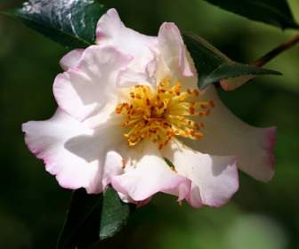 Rosa Fiore Camelia