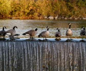 Canada Geese Birds Feathered