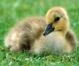 Canada Gosling Carta Da Parati Bambino Animali Gli Animali