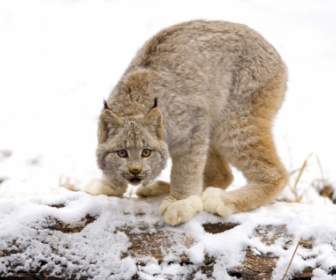Kanada Lynx Wallpaper Hewan Kucing Besar