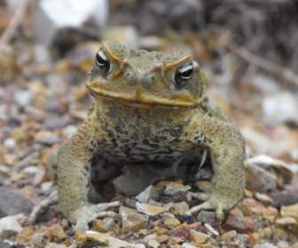 cane toad toad wildlife australia