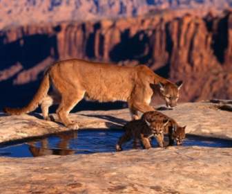 Canyon Cougars Wallpaper Big Cats Animals