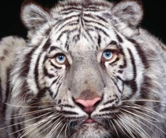 Olhos Cativantes Animais De Tigres De Papel De Parede