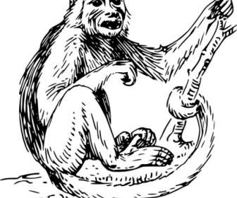 الكبوشيون القرد قصاصة فنية
