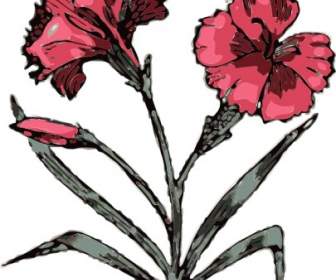 Carnation Flower Clip Art
