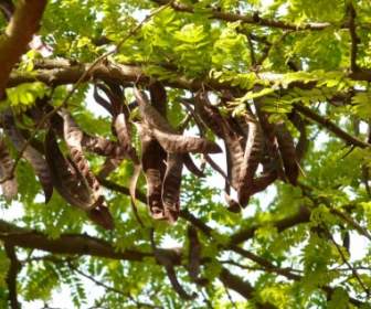 イナゴマメの木のマメ科植物