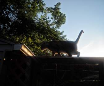 Katze Bei Sonnenuntergang