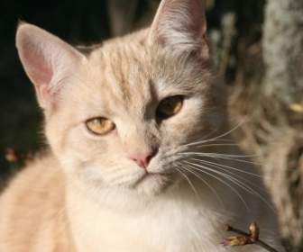 Cat Domestic Cat European Shorthair