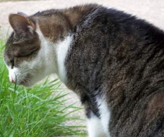 кошки едят траву
