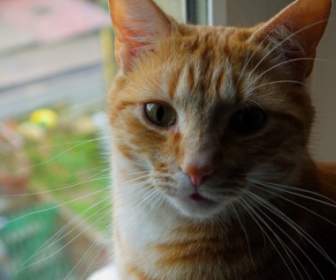 Ginger Cat Глядя