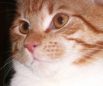 Kucing Merah Mabuk Tomcat
