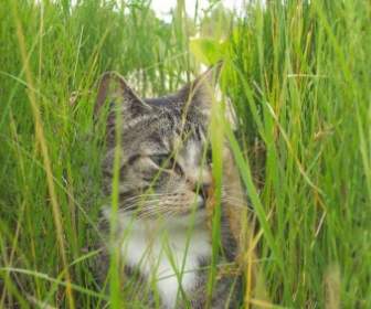 Katze Im Gras