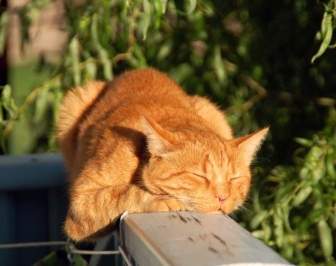Cat Red Cat Hangover