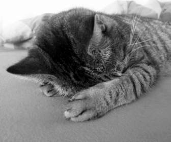 Katze-entspannen-relaxen