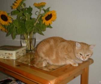 Kucing Dengan Bunga Matahari