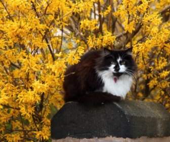 Cat With Yellow Flowers