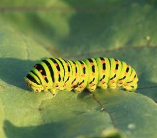 Caterpillar Hijau Daun