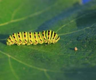 Caterpillar Hijau Daun