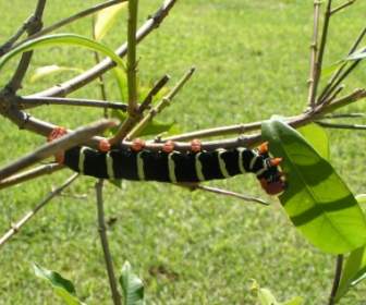Jardin Nature Caterpillar