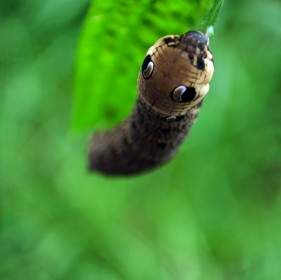 Caterpillar Pada Daun Hijau