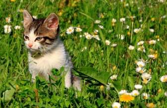 кошки сад трава