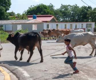 Cattle Boy Chasing
