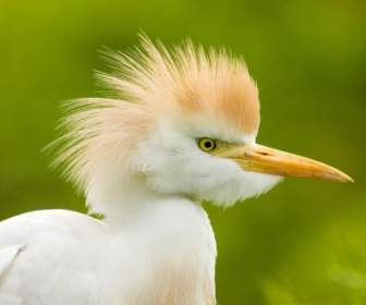 Gia Súc Egret Hình Nền Chim động Vật