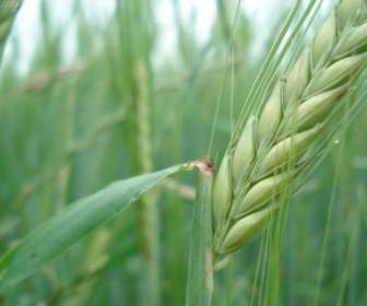 Cereals Rye Wheat
