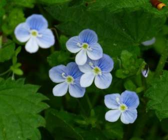 Chamaedrys Flower Blue